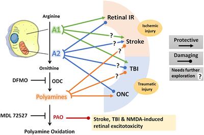 Arginase Pathway in Acute Retina and Brain Injury: Therapeutic Opportunities and Unexplored Avenues